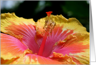 Vibrant Hibiscus Up Close Flower Photo Blank Note Card