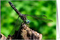Dragonfly Up Close Nature Photo Blank Note Card