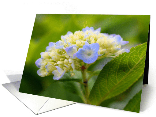 Soft Blue Hydrangea Flower Photo Blank Note card (278847)