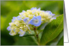 Soft Blue Hydrangea Flower Photo Blank Note Card