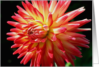 Vibrant Red Dahlia Flower Photo Blank Note Card