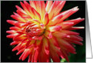 Vibrant Red Dahlia Flower Photo Blank Note Card