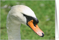 Look Of Kings Swan Nature Photo Blank Note Card
