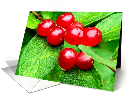 Red Berries Raindrops Nature Photo Blank Note card (279781)