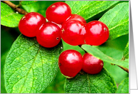 Red Berries Raindrops Nature Photo Blank Note Card