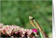 Praying Mantis Up Close Nature Photo Blank Note Card