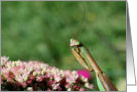 Praying Mantis Up Close Nature Photo Blank Note Card