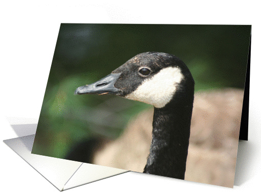 Canadian Goose Close Up Nature Photo Blank Note card (281590)