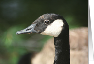 Canadian Goose Close Up Nature Photo Blank Note Card