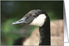 Canadian Goose Close Up Nature Photo Blank Note Card