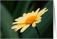 Yellow Daisy Flower...