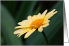 Yellow Daisy Flower Photo Blank Note Card