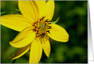 Yellow Wildflower Up Close Flower Photo Note Card