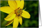 Yellow Wildflower Up Close Flower Photo Note Card