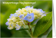 Polish Birthday Greeting Card Baby Hydrangea Flower Photo card