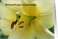 Polish Birthday Greeting Card Lily Flower Photo card