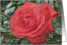 Red Rose Digital Art Pencil Blank Note Card