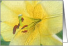 Yellow Lily Digital Art Pencil Flower Photo Blank Note Card