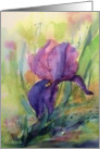 Iris card
