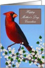Grandma / Happy Mother’s Day - Painted Red Cardinal card