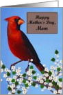 Mom / Happy Mother’s Day - Painted Red Cardinal card