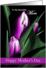 Mom / Happy Mother’s Day - Painted Purple Tulips card