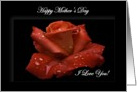 Happy Mother’s Day - General - Painted Red Rose card