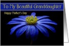 Granddaughter / Happy Mother’s Day - Painted Blue Daisy card