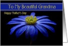 Grandma/ Happy Mother’s Day - Painted Blue Daisy card