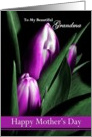 Grandma / Happy Mother’s Day - Painted Purple Tulips card