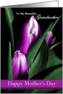 Grandmother / Happy Mother’s Day - Painted Purple Tulips card