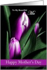 Ma / Happy Mother’s Day - Painted Purple Tulips card