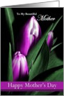 Mother / Happy Mother’s Day - Painted Purple Tulips card