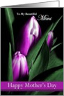 Mimi / Happy Mother’s Day - Painted Purple Tulips card