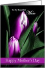 Mum / Happy Mother’s Day - Painted Purple Tulips card
