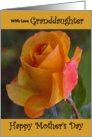 Granddaughter / Mother’s Day - Yellow Painted Rose card