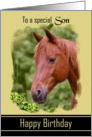 Son Birthday - General - Digital Oil Painted Brown Horse card