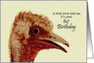80th Birthday - Ostrich / Humorous card