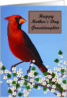 Granddaughter / Happy Mother’s Day - Painted Red Cardinal card