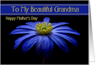 Grandma/ Happy Mother’s Day - Painted Blue Daisy card