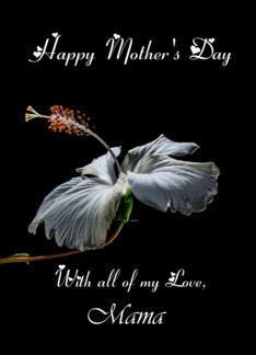 Mama / Happy Mother's Day - Painted Hibiscus