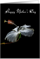 General / Happy Mother’s Day - Painted Hibiscus card
