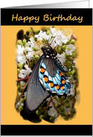 Birthday - General - Digital Oil Painted Swallowtail Butterfly card