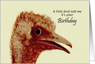 Birthday / general / Ostrich /Humorous card