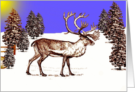 Blank Card ~ General ~ Caribou In A Clearing card