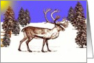 Blank Card ~ General ~ Caribou In A Clearing card