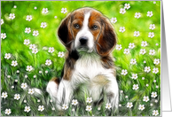 Blank Card / Note Card ~ General ~ Daisy May in a field of flowers card