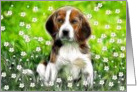 Blank Card / Note Card ~ General ~ Daisy May in a field of flowers card