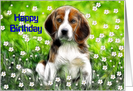 Happy Birthday ~ General ~ Daisy May in a field of flowers card