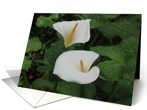 Together we will be card (259814)